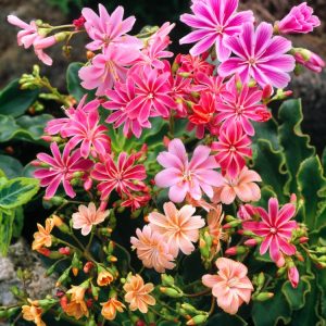 A vibrant Lewisia cotyledon plant showcasing a rosette of fleshy, spoon-shaped green leaves and multiple star-shaped flowers in shades of orange and pink.