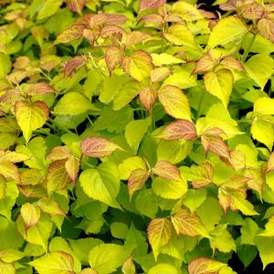 Leycesteria formosa Golden Lanterns showcases vibrant golden-yellow foliage, with unique pendulous chains of white flowers emerging from crimson bracts.