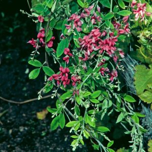 A magnificent Lespedeza thunbergii shrub displaying its arching branches laden with clusters of vibrant purple-pink pea-like flowers against lush green foliage.