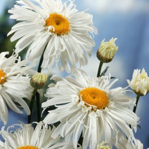 Leucanthemum vulgare, also known as the Ox-eye Daisy, displays classic bright white petals around a vibrant yellow central disc, held on strong green stems.