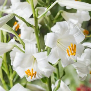 Lilium candidum, the Madonna Lily, showcasing several pure white, trumpet-shaped flowers with prominent yellow anthers on a tall, green stem.