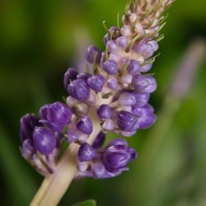 A vibrant clump of Liriope muscari 'Moneymaker' displaying its dark green, strap-like evergreen leaves and upright spikes of rich purple flowers.