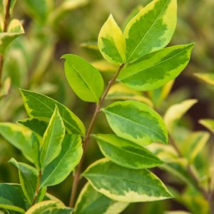 A vibrant Ligustrum ovalifolium 'Aureum' shrub showcasing its bright green leaves edged with distinct golden yellow, forming a dense and upright plant structure.