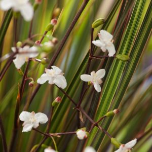 Vibrant Libertia 'Taupo Sunset' showcases striking bronze-orange evergreen, sword-like foliage, with delicate white, iris-like flowers held aloft on slender stems in summer.