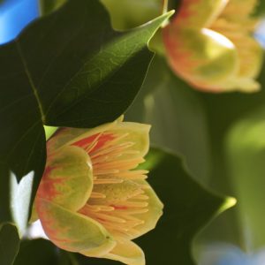 A Liriodendron tulipifera tree showcasing its distinctive saddle-shaped bright green leaves and unique greenish-yellow tulip-like flowers with orange bases.