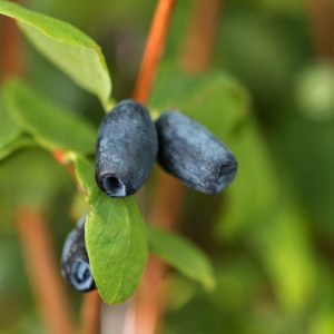 Lonicera caerulea kamtschatica, the Honeyberry, exhibiting its green foliage, subtle creamy-yellow flowers, and unique elongated blue berries ready for harvest.