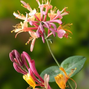 Lonicera heckrottii 'American Beauty' showcasing its vibrant, fragrant crimson-pink and golden-yellow trumpet-shaped flowers amongst lush grey-green foliage.