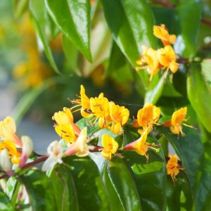 Vibrant Lonicera henryi 'Copper Beauty' showcasing its unique bronze-copper new foliage maturing to deep green, with small tubular red-purple flowers.