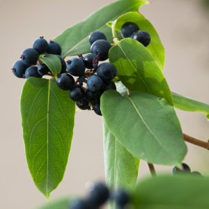 A vigorous Lonicera henryi climber showcasing its dense, dark green, lance-shaped leaves, dotted with small, tubular yellow-orange flowers and glossy purple-black berries.