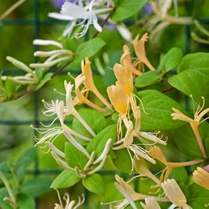 Lonicera japonica 'Halliana' showcases abundant clusters of fragrant, creamy-white flowers that mature to yellow, set against lush, dark green foliage, climbing vigorously.