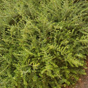 Lush, dense evergreen Lonicera nitida 'Elegant' shrub showcasing its small, glossy, dark green leaves and compact, bushy habit, ideal for formal hedging or topiary.