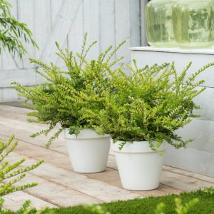 Lonicera nitida 'Maigrün', a dense evergreen shrub with countless small, oval, bright green, glossy leaves that create a fine, textured appearance.