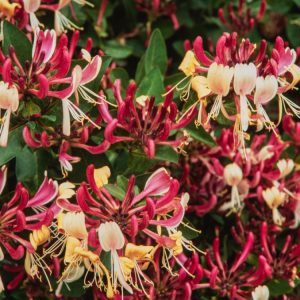Close-up of Lonicera periclymenum 'Belgica' flowers, showcasing deep red-purple buds opening to creamy-yellow, fragrant blooms with green foliage.