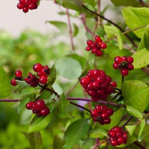 Lonicera periclymenum, native Woodbine, showcasing graceful, twining stems with fragrant creamy-yellow trumpet flowers and small red autumn berries.