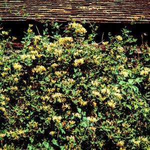 Vibrant Lonicera periclymenum 'Graham Thomas' showing creamy yellow, tubular flowers with a sweet, classic honeysuckle fragrance and lush green foliage.