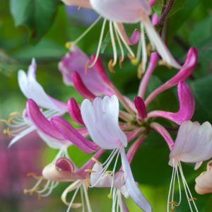 Lonicera periclymenum 'Serotina' showcases its distinctive reddish-purple and creamy-yellow trumpet-shaped flowers, lush green foliage, and developing red berries.