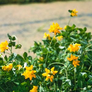 A sprawling clump of Lotus uliginosus, or Greater Bird's-foot Trefoil, displaying abundant bright yellow pea-like flowers nestled amongst its green, five-leaflet foliage.