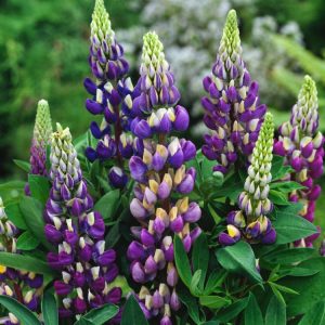 Close-up of vibrant blue flower spires of Lupinus polyphyllus 'Lupini Blue Shades', showing many pea-like florets and distinctive green palmate leaves.