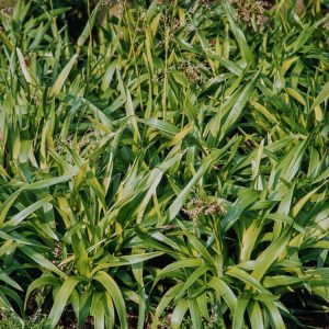 Close-up of Luzula sylvatica 'Tauernpass', the Great wood-rush, showing its arching, glossy mid-green, strap-like evergreen foliage.