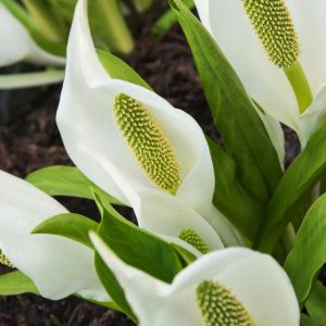 Lysichiton camtschatcensis, the White Skunk Cabbage, displays a striking white, hood-like spathe elegantly enclosing its yellow spadix, with large, lush green leaves unfurling.
