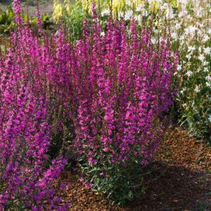 Vibrant Lythrum 'Dropmore Purple' with multiple tall, upright flower spikes covered in dense clusters of star-shaped magenta-purple blooms.