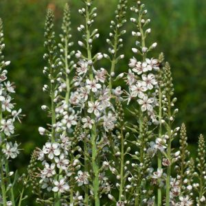 Erect stems of Lysimachia ephemerum bearing slender spikes of numerous starry white flowers above elegant grey-green, lance-shaped foliage.