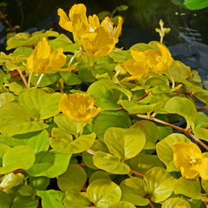 Vibrant Lysimachia nummularia 'Aurea', Golden Creeping Jenny, forms a dense carpet of bright, golden-yellow, rounded leaves with small yellow cup-shaped flowers.