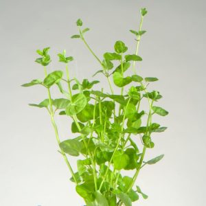 A vibrant mat of Lysimachia nummularia, also known as Creeping Jenny or Moneywort, showing its small, rounded golden-green leaves and tiny yellow cup-shaped flowers.