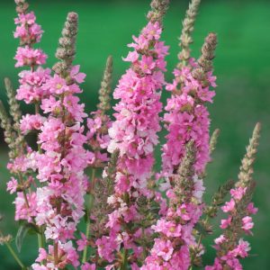 Lythrum salicaria 'Blush' displaying tall, upright spires of numerous delicate soft pink flowers, with slender green foliage.