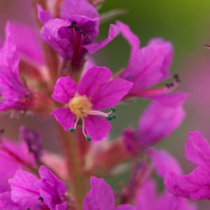 An upright Lythrum sal. 'Robin' plant showcasing numerous slender spikes densely packed with vibrant, rosy-pink, star-shaped flowers and lance-shaped green leaves.