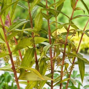 Lysimachia thyrsiflora displaying its upright clusters of bright yellow, star-like flowers above lance-shaped green leaves on slender stems, characteristic of Tufted Loosestrife.