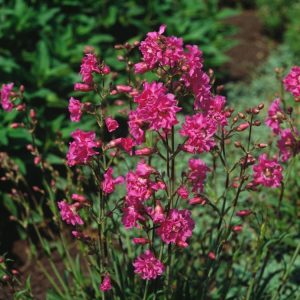 A vibrant clump of Lychnis viscaria 'Plena' featuring numerous intensely pink, double flowers with distinctive sticky stems and narrow grey-green leaves.