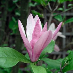 Magnolia 'Betty' tree displaying numerous vibrant purplish-red and pink goblet-shaped blooms before its mid-green leaves have emerged.