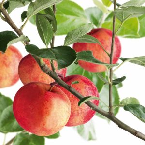 A Malus domestica 'Discovery' apple tree laden with ripe, glossy bright red and green apples amongst lush green foliage, ready for harvest.
