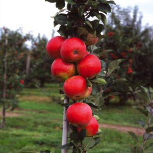 Malus domestica 'James Grieve' displaying its characteristic medium-sized, roundish-conical, greenish-yellow apples with red flush, amidst lush green foliage.