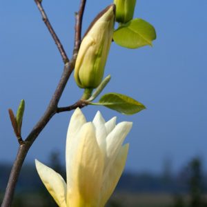 Magnolia denudata Yellow River displaying its upright, goblet-shaped, pale lemon-yellow flowers on bare branches in early spring.