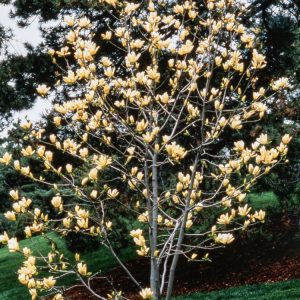 A vibrant Magnolia 'Elizabeth' tree in full early spring bloom, showcasing its numerous large, creamy lemon-yellow, goblet-shaped flowers on bare branches.