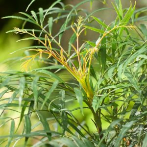 Mahonia eurybracteata 'Soft Caress' showing its elegant, spineless, bamboo-like foliage and upright clusters of vibrant yellow winter flowers.
