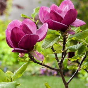 Close-up of a vibrant, deep purple, goblet-shaped Magnolia 'Genie' flower in full bloom, showcasing its rich colour and elegant form against lush green foliage.
