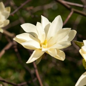 Magnolia 'Gold Star' displaying its beautiful pale yellow, star-shaped flowers on bare branches in early spring, with a backdrop of unfurling green foliage.