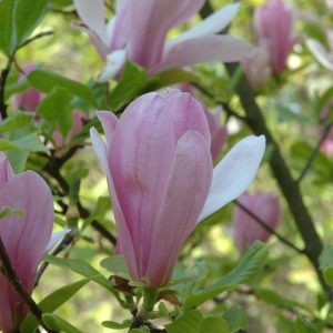 Magnolia 'George Henry Kern' showcasing its striking purplish-pink and white goblet-shaped flowers on bare branches in early spring, followed by fresh green leaves.