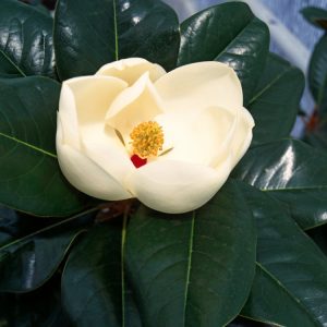 A mature Magnolia grandiflora tree featuring a broad crown of glossy dark green leaves with rusty undersides, adorned with large, creamy-white, cup-shaped flowers.