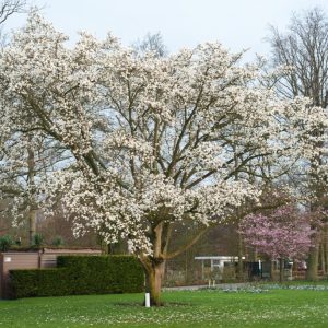 Magnolia kobus tree in full early spring bloom, adorned with numerous pure white, star-shaped flowers before the leaves emerge on bare branches.