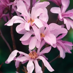 A stunning Magnolia loebneri 'Leonard Messel' showcasing abundant, delicate pink-purple and white star-shaped flowers on bare branches in early spring.