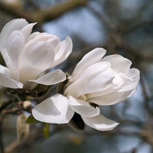 Magnolia loebneri 'Merrill' showcases a magnificent display of pure white, star-shaped flowers with delicate pink flushes, blooming on bare branches in early spring.