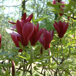 Magnolia liliiflora 'Nigra' in full bloom, showcasing its striking deep purplish-red, goblet-shaped flowers against emerging spring foliage.