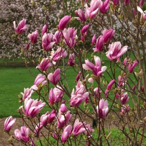 Magnolia 'Ricki' showcases abundant, star-shaped flowers. Its deep pinkish-purple petals open to reveal a paler interior, contrasted by lush green foliage.