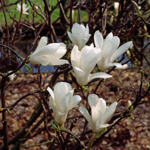 Magnolia soulangeana 'Alba Superba' in full early spring bloom, showcasing large, pure white, goblet-shaped flowers on bare, dark brown branches.