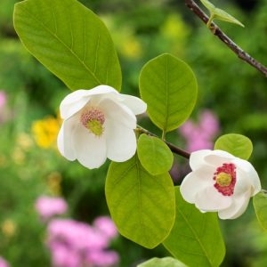 Magnolia sieboldii displaying its elegant, cup-shaped white flowers with prominent rose-crimson stamens, surrounded by lush green ovate leaves.