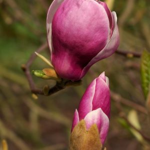 A Magnolia soulangeana 'Lennei' tree displaying numerous large, elegant goblet-shaped flowers, purplish-pink on the outside and pure white within, set against bare branches in early spring.